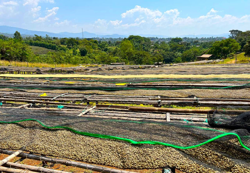 Ethiopia Sidama 2 Washed - 41706 - August 2026 Shipment - RCWHSE
