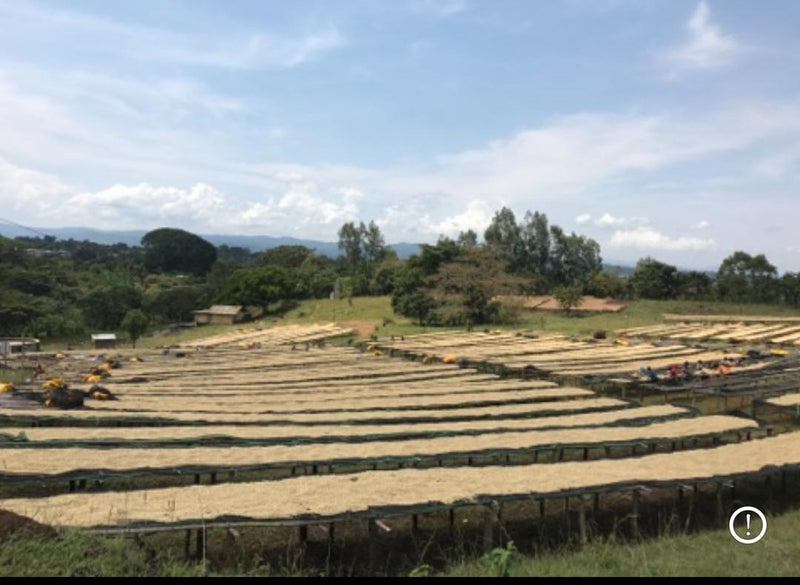 Ethiopia Sidama 2 Washed - 41706 - August 2026 Shipment - RCWHSE