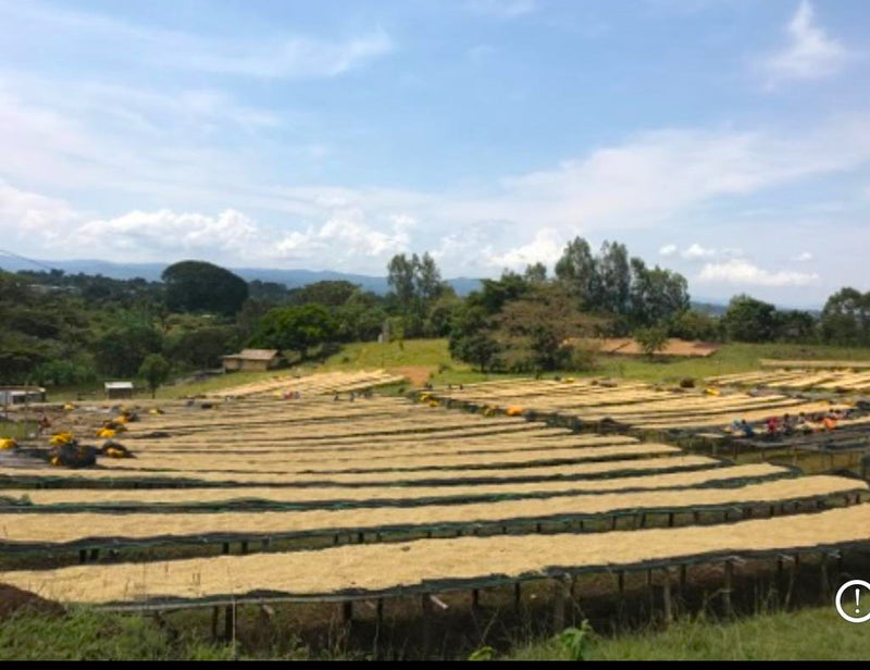Ethiopia Sidama 2 Washed - 41706 - August 2026 Shipment - RCWHSE