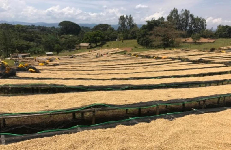 Ethiopia Sidama 2 Washed Teferi Kela Daraotilcho - 33263 - GrainPro Bags - SPOT RCWHSE