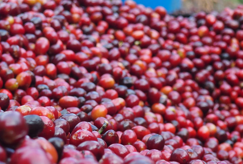 ETHIOPIA YIRGACHEFFE 4 NATURAL FT ORGANIC HAFURSA - *52571* - 27236 - GrainPro Bags - SPOT RCWHSE