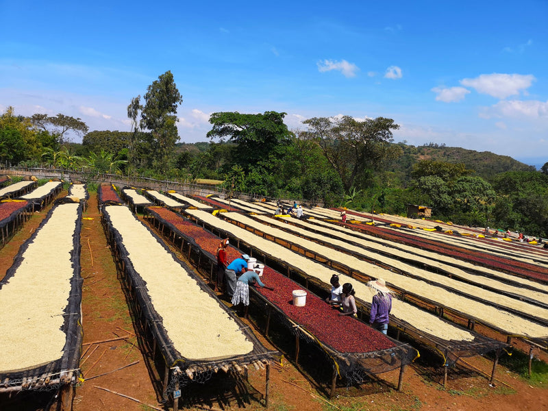 Ethiopia Sidamo 2 Washed Dara - 31677 - GrainPro Bags - SPOT RCWHSE