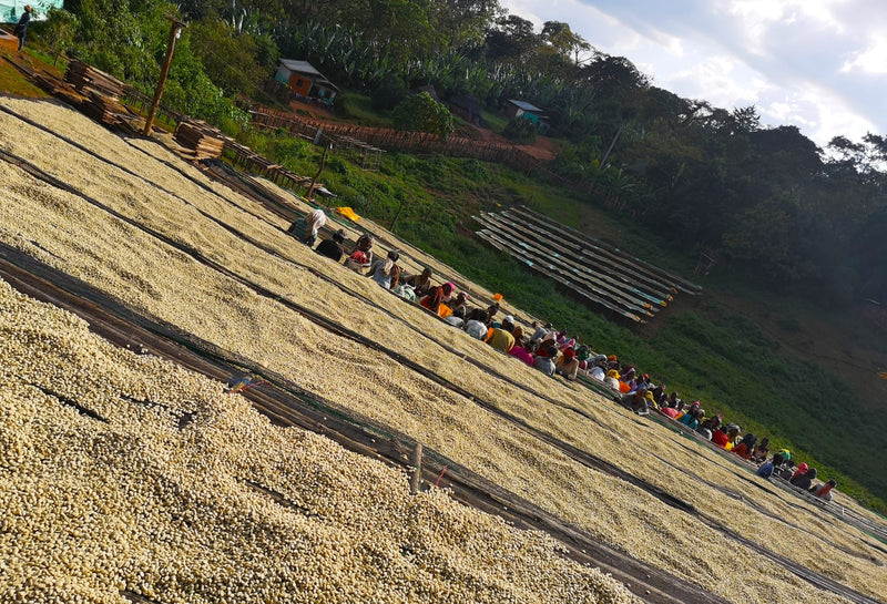 Ethiopia Sidamo 2 Washed Dara - 31677 - GrainPro Bags - SPOT RCWHSE