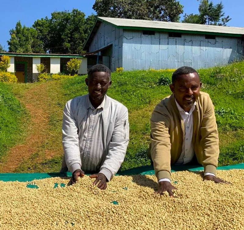 Ethiopia Sidamo 2 Washed - 33591-3 - GrainPro Bags - SPOT COMIDWEST