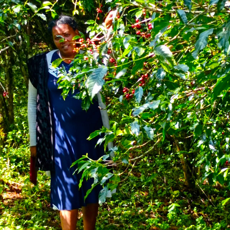 Ethiopia Sidamo 2 Washed - 33591 - GrainPro Bags - SPOT RCWHSE