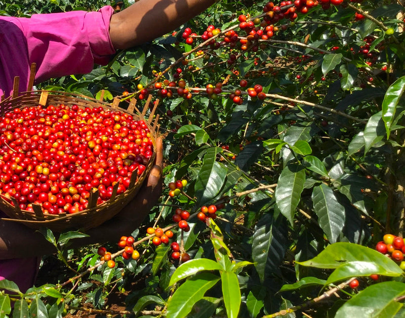 Ethiopia Sidamo 2 Washed - 33591-4 - GrainPro Bags - SPOT COMIDWEST