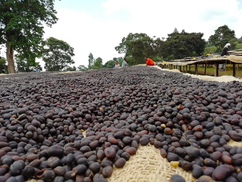 Ethiopia Sidamo UG TOP Natural - 37271 - Ecotact Bags - SPOT SHANGHAI