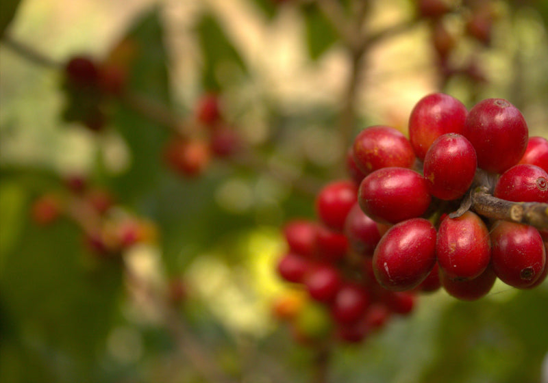 Ethiopia Sidamo UG TOP Natural - 37291 - Ecotact Bags - SPOT RCWHSE