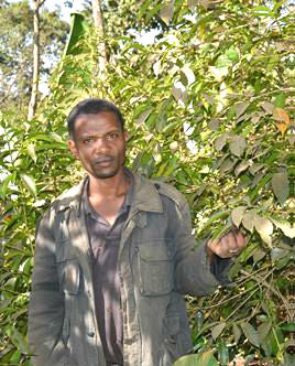 Ethiopia Yirgacheffe 2 Washed Aricha - 39222 - GrainPro Bags - SPOT SHANGHAI