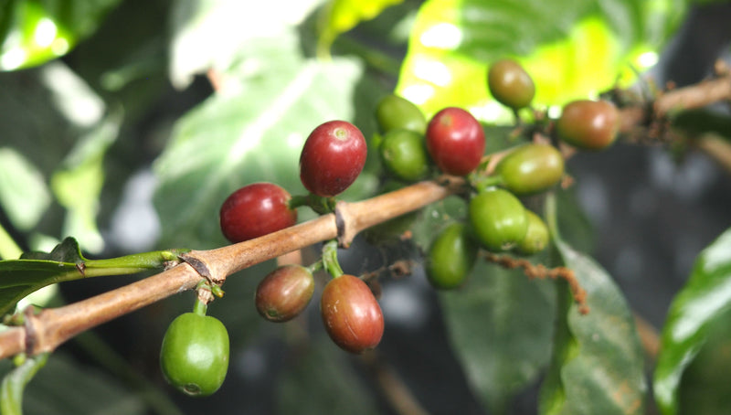 Ethiopia Yirgacheffe 2 Washed Aricha - 39227 - GrainPro Bags - SPOT SHANGHAI