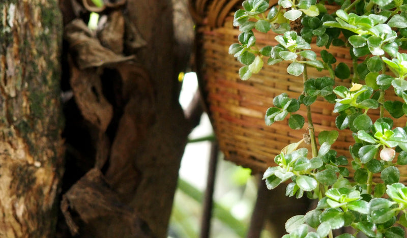 Ethiopia Yirgacheffe 2 Washed Aricha - 33443-1 - GrainPro Bags - SPOT COMIDWEST