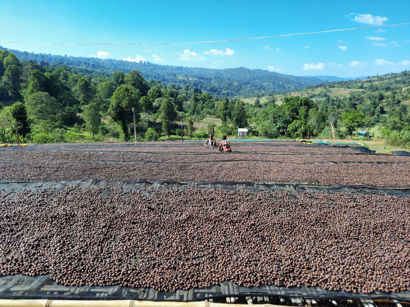 Ethiopia Yirgacheffe 1 Natural Lippia Abyssinica - 41108 - 30.0 kg Ecotact Bags - SPOT SHANGHAI