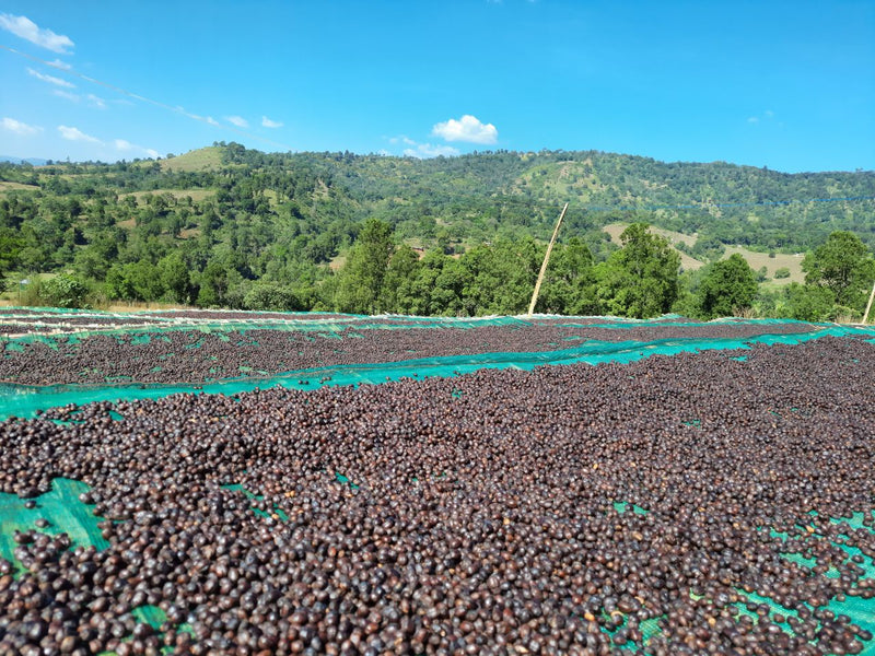 Ethiopia Yirgacheffe 1 Natural Lippia Abyssinica - 36456 - 30.0 kg GrainPro Bags - SPOT RCWHSE
