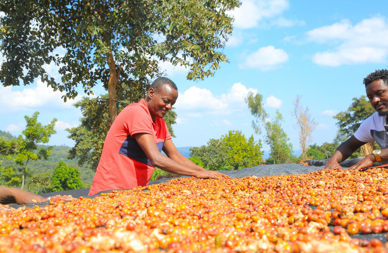 Ethiopia Yirgacheffe 1 Natural Anaerobic Aricha - 31679 - GrainPro Bags - SPOT RCWHSE