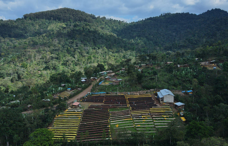 Ethiopia Yirgacheffe 1 Natural Anaerobic Aricha - 31679 - GrainPro Bags - SPOT RCWHSE