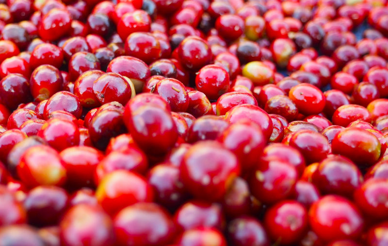 Ethiopia Yirgacheffe 1 Natural Anaerobic Aricha - 31679 - GrainPro Bags - SPOT RCWHSE