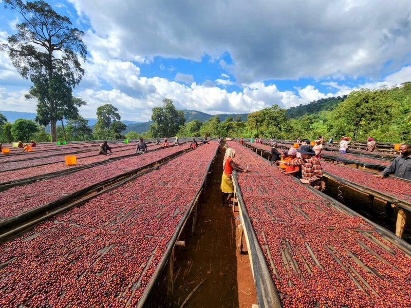 Ethiopia Yirgacheffe 3 Natural Anaerobic Banko Taratu - 32090 - Ecotact Bags - SPOT RCWHSE