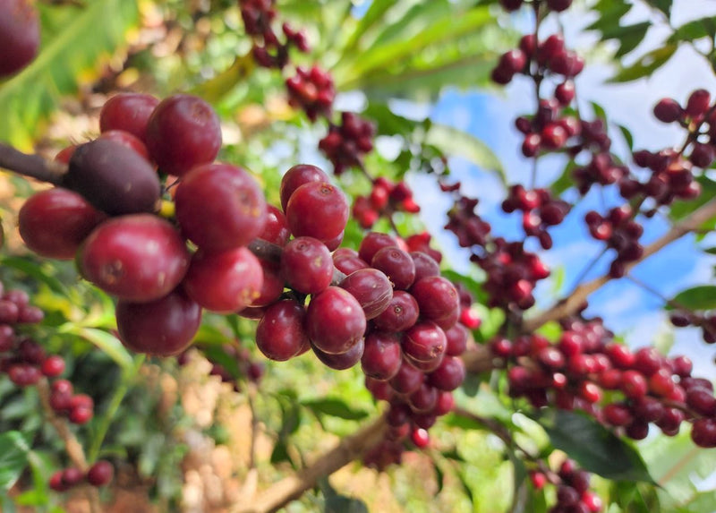 Ethiopia Yirgacheffe 3 Natural Anaerobic Banko Taratu - 32090 - Ecotact Bags - SPOT RCWHSE