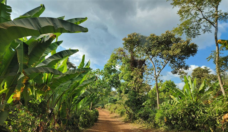 Ethiopia Yirgacheffe 3 Natural Anaerobic Banko Taratu - 32090 - Ecotact Bags - SPOT RCWHSE
