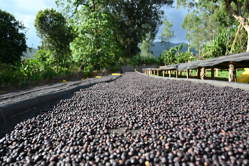 Ethiopia Yirgacheffe 1 Natural Anaerobic Shakiso - 33915 - 30.0 kg GrainPro Bags - SPOT SHANGHAI