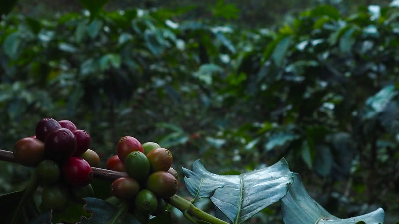 Ethiopia Yirgacheffe 1 Natural Aricha - 32094 - GrainPro Bags - SPOT RCWHSE