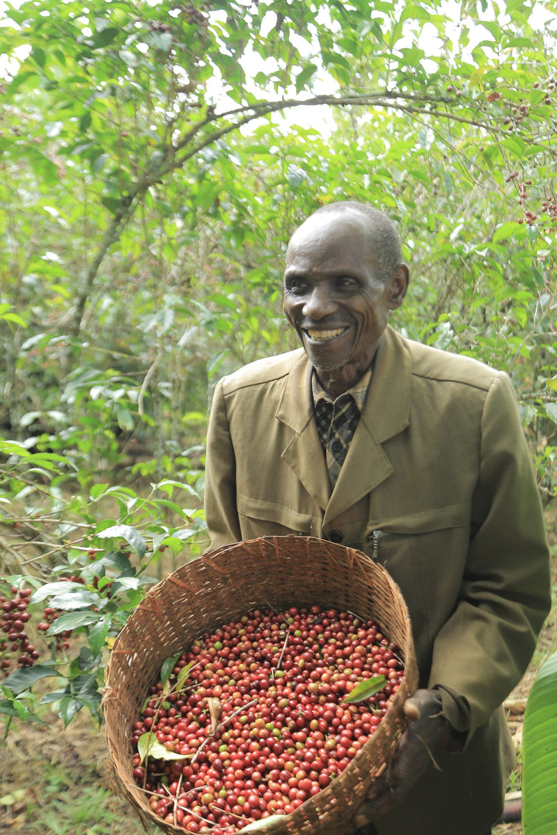 Ethiopia Yirgacheffe 1 Natural Banko Chelchele - 36076 - Ecotact Bags - SPOT SHANGHAI