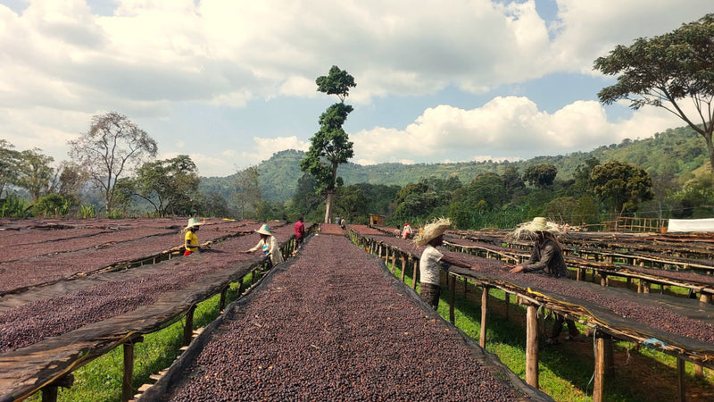 Ethiopia Yirgacheffe 1 Natural Banko Chelchele - 36076 - Ecotact Bags - SPOT SHANGHAI
