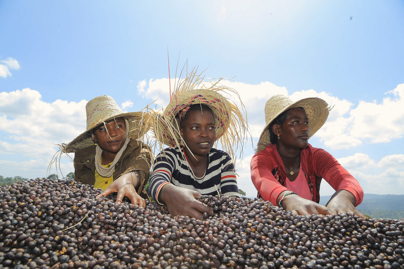 Ethiopia Yirgacheffe 1 Natural Banko Chelchele - 36076 - Ecotact Bags - SPOT SHANGHAI