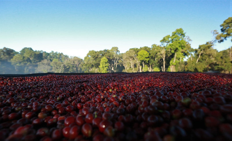 Ethiopia Yirgacheffe 1 Natural Banko Taratu - *50135* - 25875 - GrainPro Bags - SPOT RCWHSE