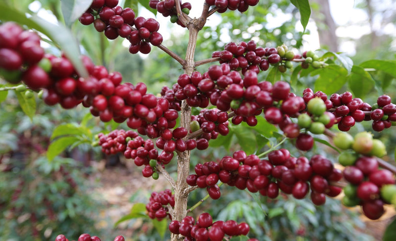 Ethiopia Yirgacheffe 1 Natural Banko Taratu - *50135* - 25875 - GrainPro Bags - SPOT RCWHSE