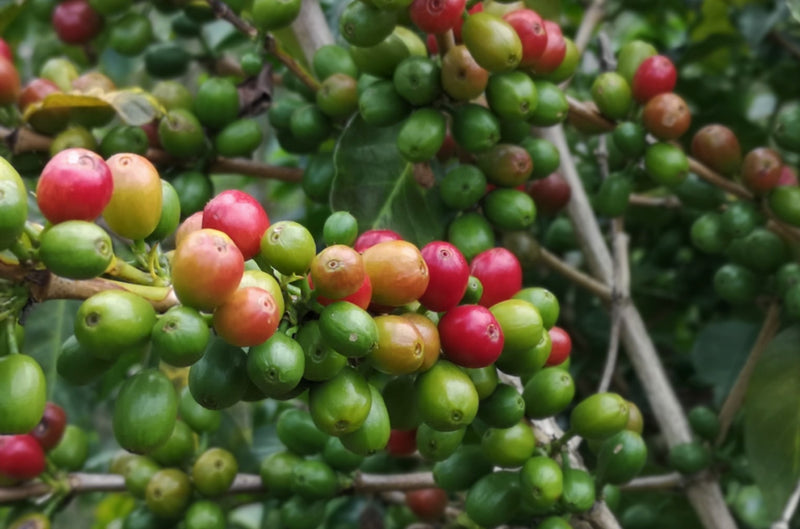 Ethiopia Yirgacheffe 1 Natural Banko Taratu - *50135* - 25875 - GrainPro Bags - SPOT RCWHSE