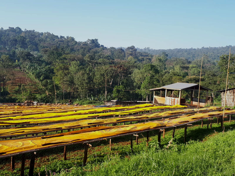 ETHIOPIA YIRGACHEFFE 1 NATURAL ORGANIC BEKELE HETO - *50045* - 25863 - GrainPro Bags - SPOT RCWHSE