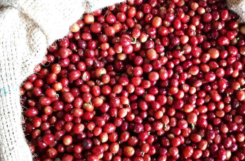 ETHIOPIA YIRGACHEFFE 1 NATURAL ORGANIC BEKELE HETO - *50045* - 25863 - GrainPro Bags - SPOT RCWHSE