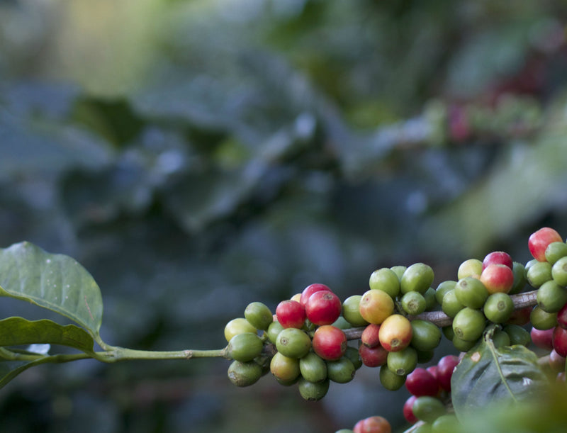 ETHIOPIA YIRGACHEFFE 1 NATURAL ORGANIC AYELE DULA - 28130 - GrainPro Bags - SPOT COSEATAC