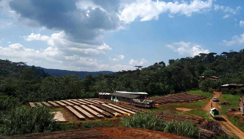 ETHIOPIA YIRGACHEFFE 1 NATURAL ORGANIC BEKELE HETO - *50045* - 25863 - GrainPro Bags - SPOT RCWHSE