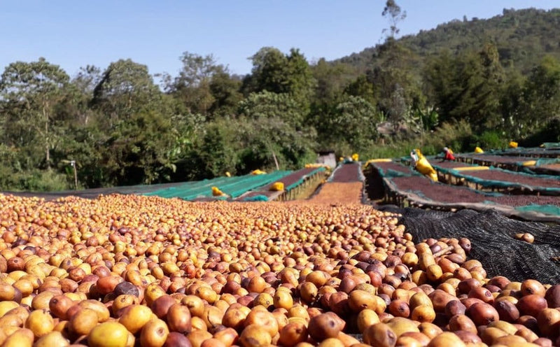 Ethiopia Yirgacheffe 1 Natural Chelba 120 Hour Cherry Fermentation - *49726* - 25813 - GrainPro Bags - SPOT RCWHSE