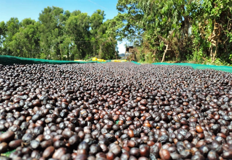 Ethiopia Yirgacheffe 1 Natural Chelba 120 Hour Cherry Fermentation - *49726* - 25813 - GrainPro Bags - SPOT RCWHSE