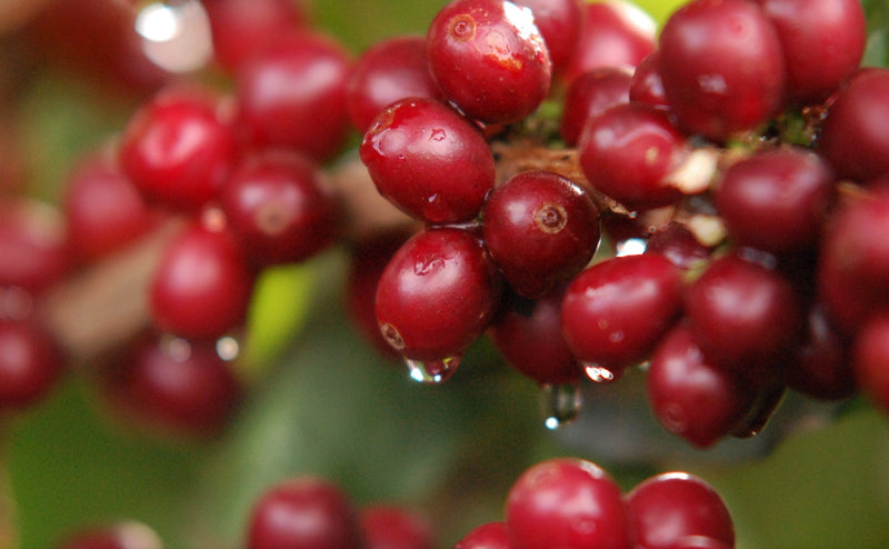 Ethiopia Yirgacheffe 1 Natural Chelba 120 Hour Cherry Fermentation - *49726* - 25813 - GrainPro Bags - SPOT RCWHSE