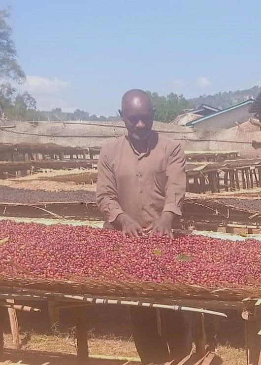 Ethiopia Yirgacheffe 1 Natural Chelchele Wako Jigsu - 37548 - SPOT SHANGHAI