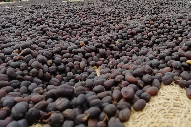 Ethiopia Yirgacheffe 1 Natural Chelchele Wako Jigsu - 37548 - SPOT SHANGHAI