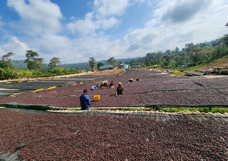 Ethiopia Yirgacheffe 1 Natural Cold Ferment Banko Taratu - 31822 - GrainPro Bags - SPOT SHANGHAI
