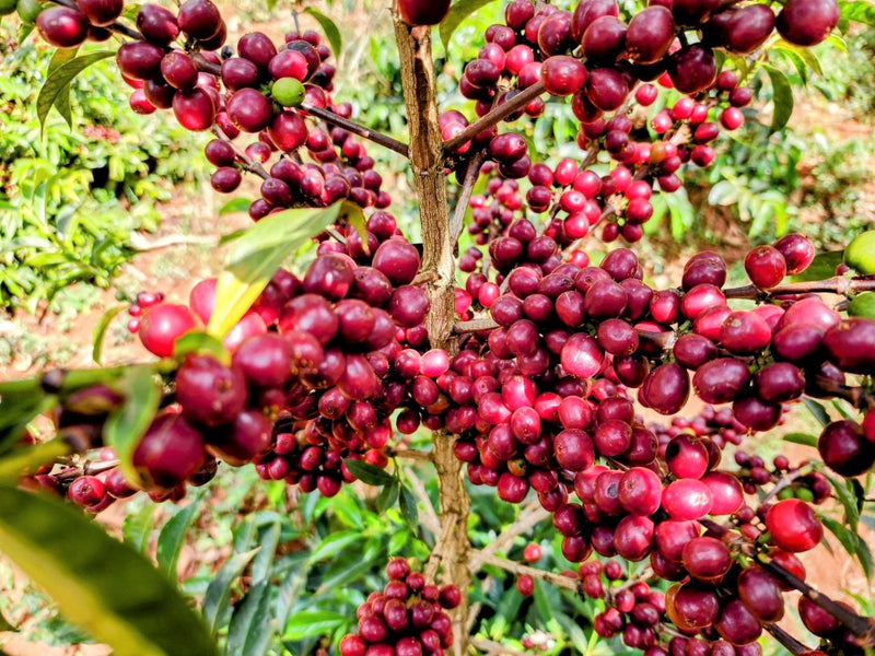 Ethiopia Guji 1 Natural Cold Ferment Hambela Buku Sayasa - 31821 - GrainPro Bags - SPOT SHANGHAI