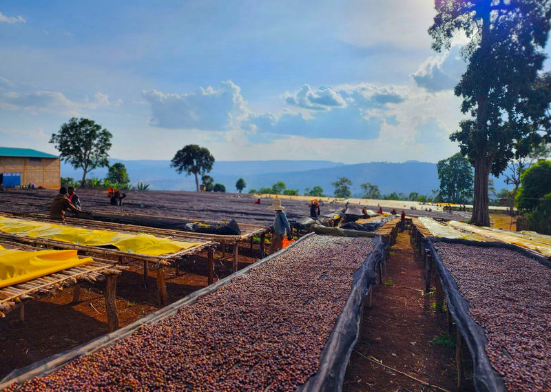 Ethiopia Yirgacheffe 1 Natural Cold Ferment Banko Taratu - 31822 - GrainPro Bags - SPOT SHANGHAI