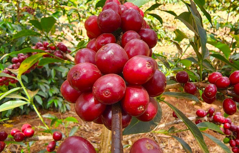 Ethiopia Yirgacheffe 1 Natural Cold Ferment Banko Taratu - 31822 - GrainPro Bags - SPOT SHANGHAI