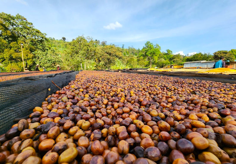 Ethiopia Yirgacheffe 1 Natural Cold Ferment Banko Taratu - 31822 - GrainPro Bags - SPOT SHANGHAI