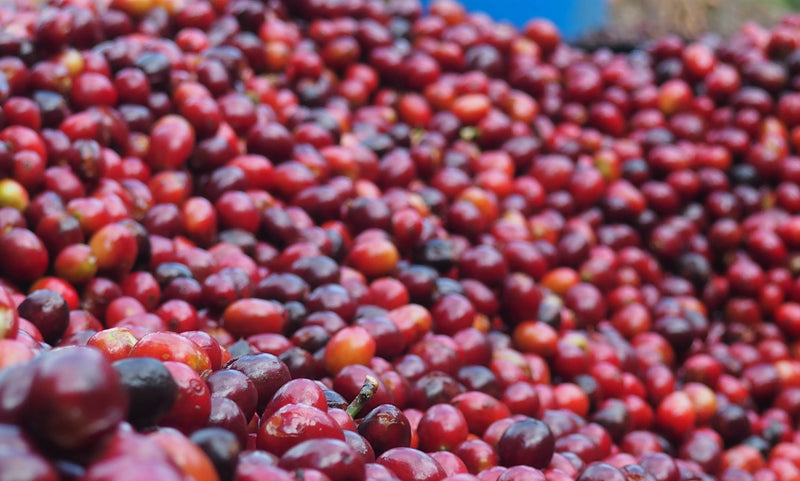 Ethiopia Yirgacheffe Gedeb 1 Natural Daniel Mijane Halo Hartume - *49242W* - 25720 - GrainPro Bags - SPOT COSEATAC