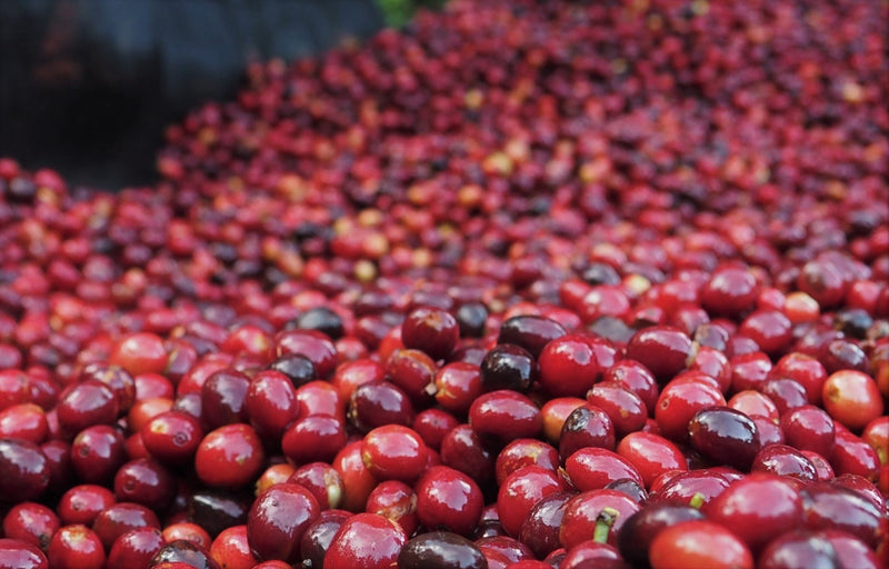 Ethiopia Yirgacheffe 1 Natural Gedeb Worka Sakaro Gebanesh Gulufa - 28855-3 - GrainPro Bags - SPOT RCWHSE