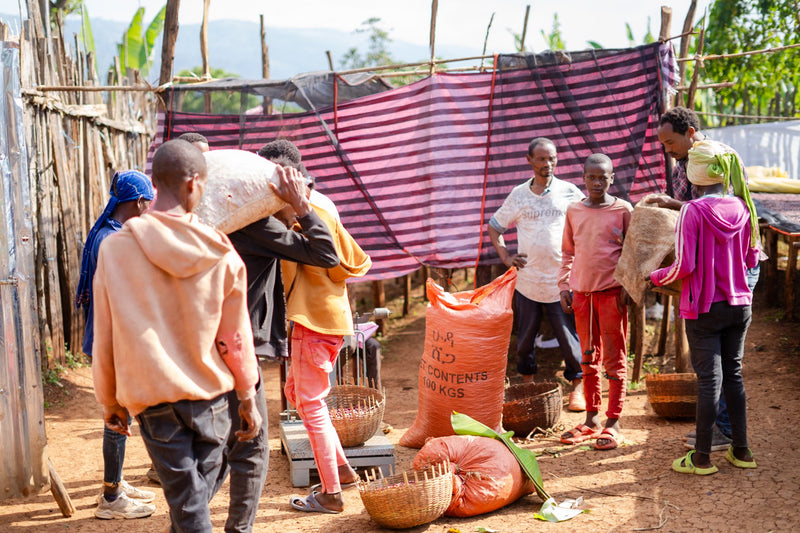 Ethiopia Yirgacheffe 1 Natural Gedicho Nafkot Admasu - Lot 16 - 36695 - GrainPro Bags - SPOT RCWHSE