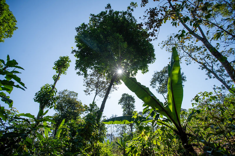 Ethiopia Yirgacheffe 1 Natural Gedicho Nafkot Admasu - Lot 16 - 36695 - GrainPro Bags - SPOT RCWHSE