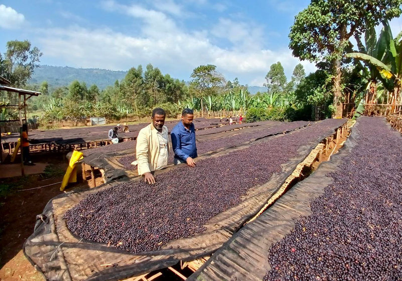 Ethiopia Yirgacheffe 1 Natural Idido Alamayehu Gosaye  - 33744-1 - GrainPro Bags - SPOT COSEATAC